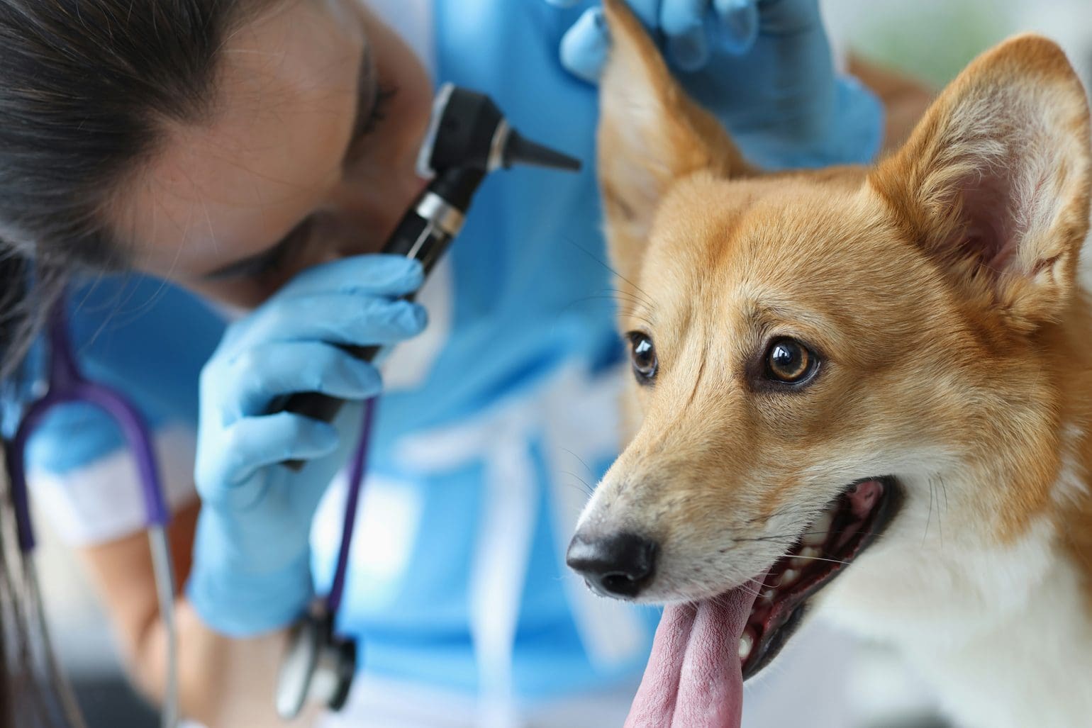 picture of a veterinarian examining a dog's inner ear
