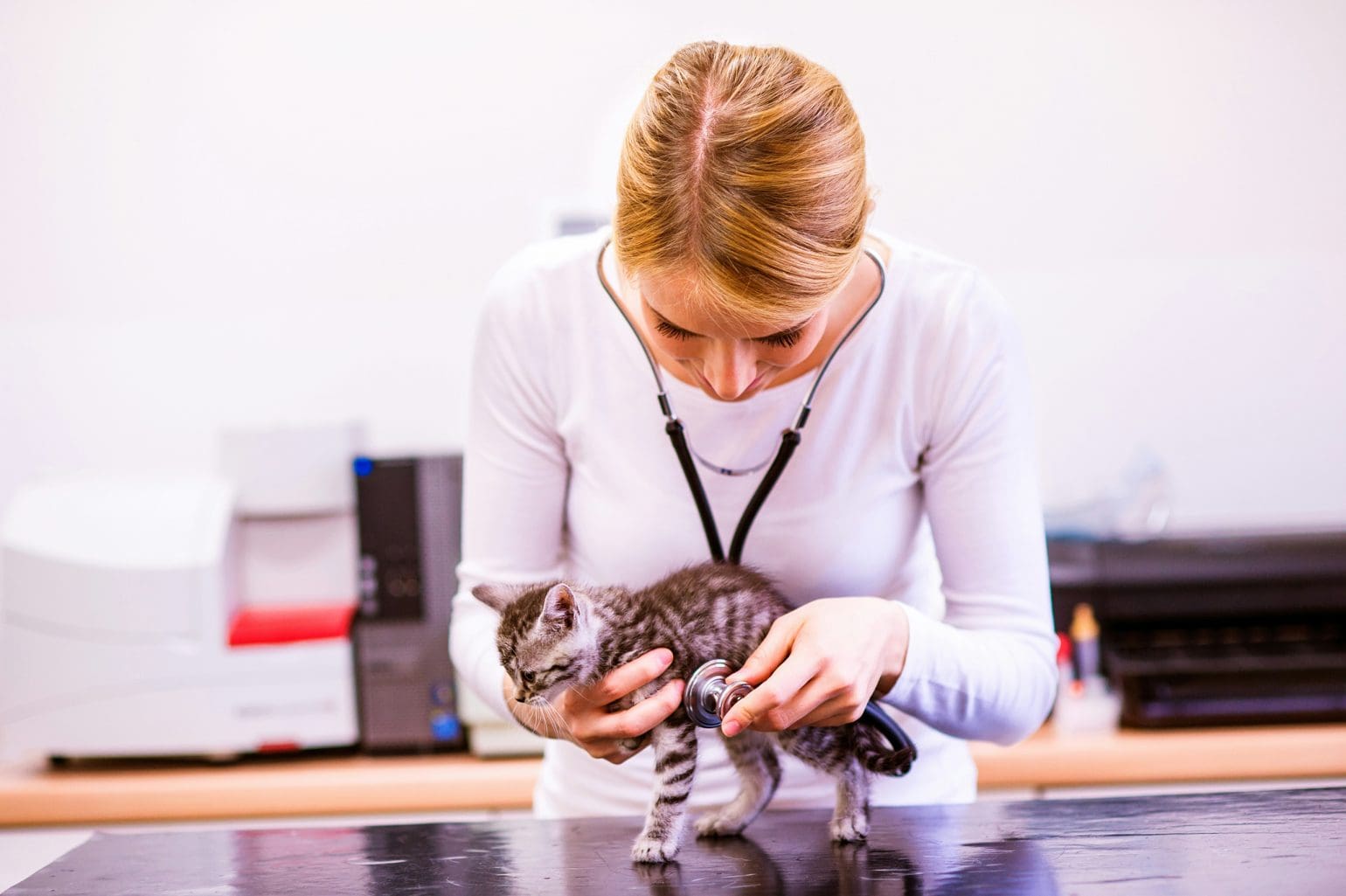 veterinarians examining a small kitten