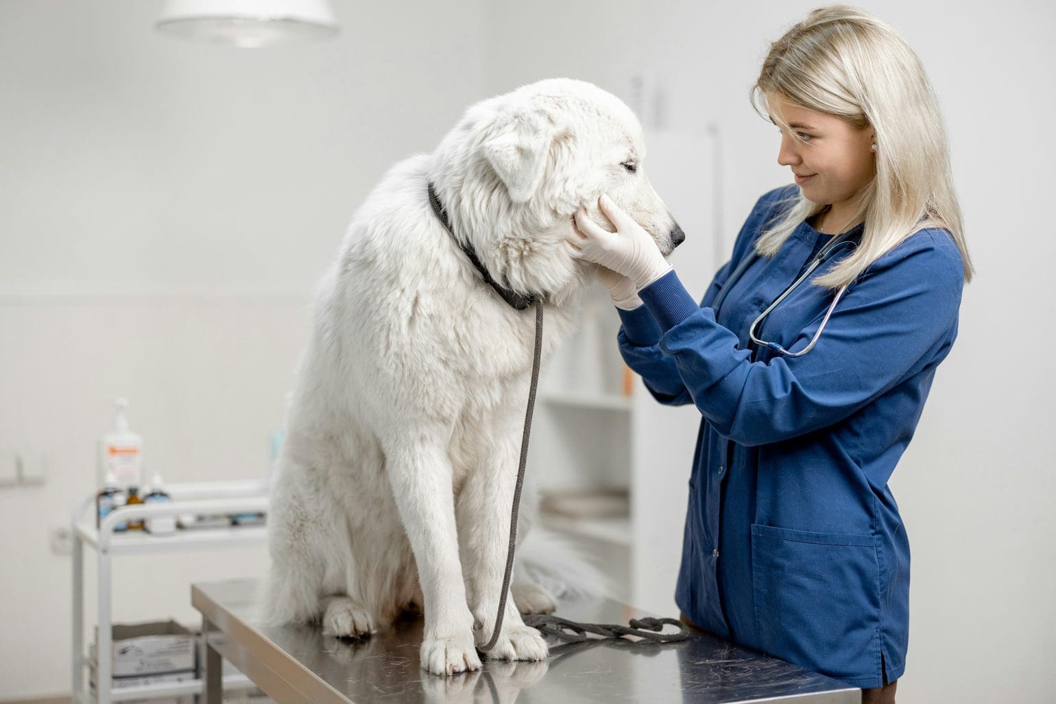 veterinarian looking at a dog