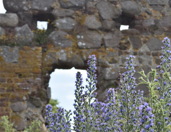 Close-up of purple flowers with the Hammershus castle ruins in the background