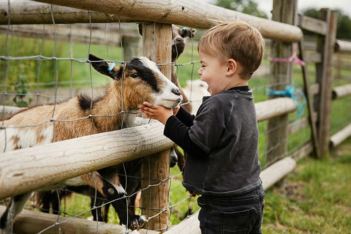 Child petting a goat at Tierpark Essehof